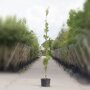 Quercus palustris 'Green Pillar'